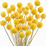 Craspedia flower at zucchini