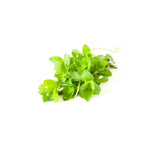 Fresh mint leaves per bunch at zucchini