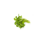 Watercress per bunch at zucchini