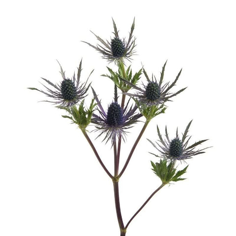 Eryngium flower at zucchini