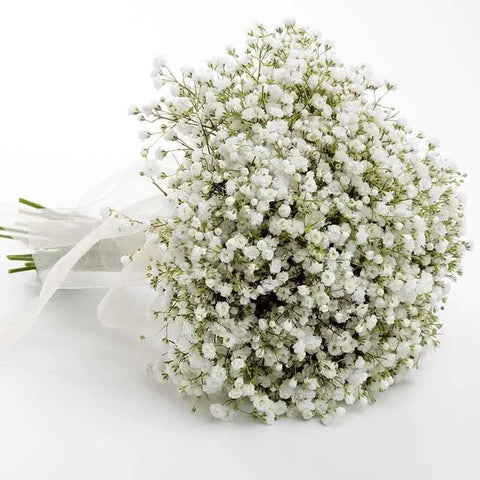 Gypsophila flowers at zucchini
