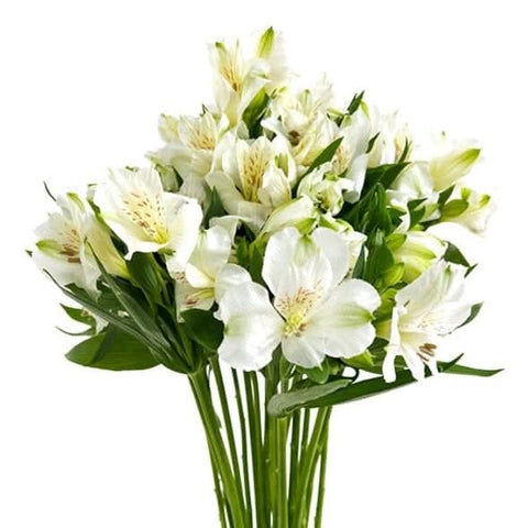 Alstoemeria flowers at zucchini