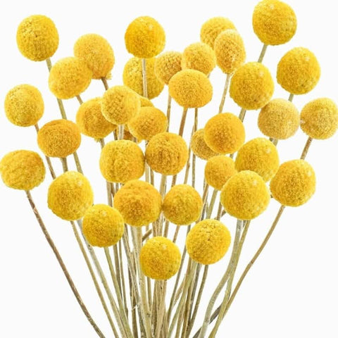 Craspedia flower at zucchini