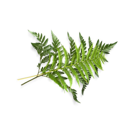 Fern flower at zucchini